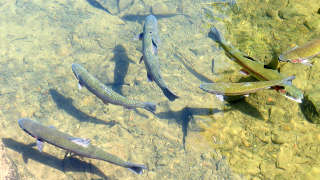 Fishing in Jefferson County