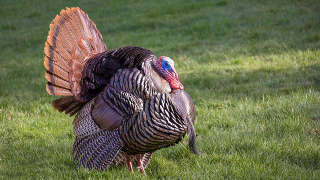 Wild Turkey