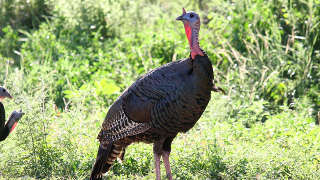 Turkey hunting in Pontotoc County Mississippi