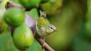 Cerulean warbler