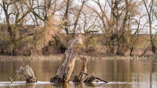 Wetland investment land in Blount County