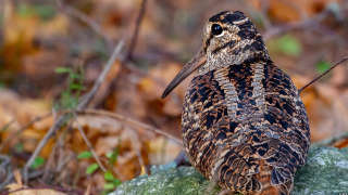American Woodcock Tennessee