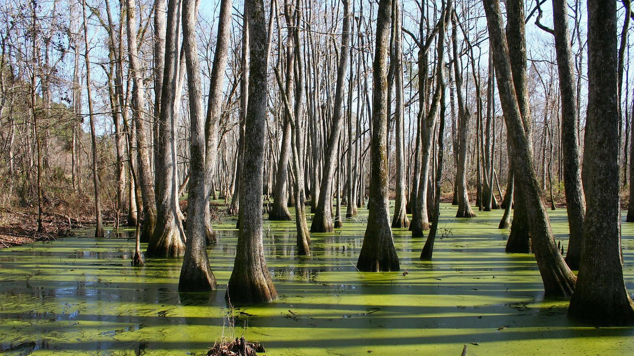 Timberland in Mississippi