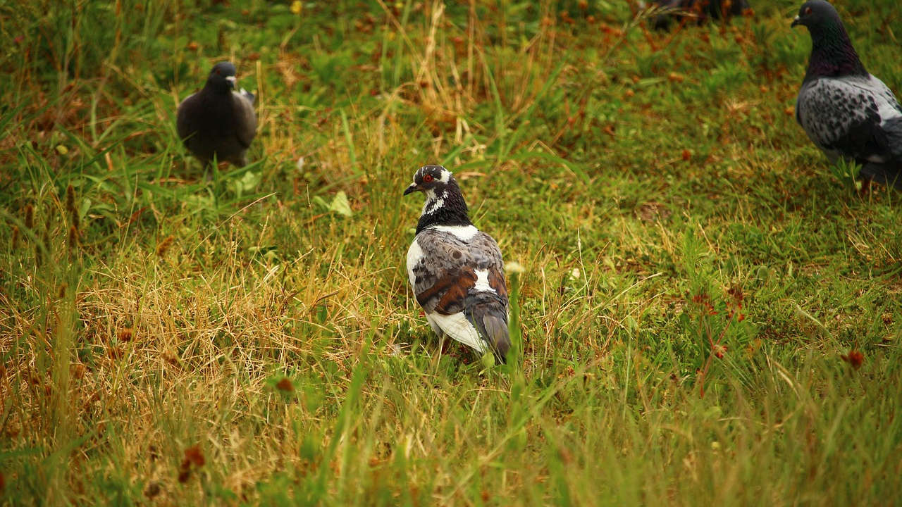 Wild Dove