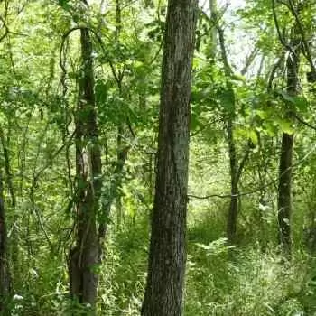 35-Acre Paradise on Town Creek in Youngtown, Lawrence County, Alabama