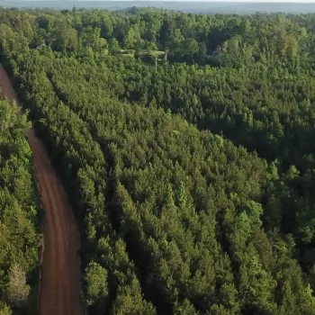 38 +/- Ac - Marengo County - Morvin Tract #1