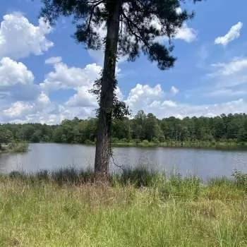 750 acres - Macon County - Carroll Tract South