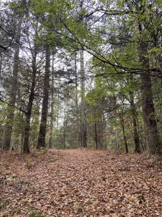 Photo Nov 09 2024, 9 15 50 AM.jpg