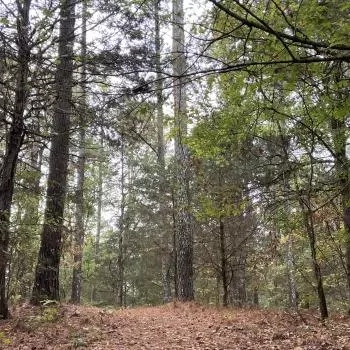 80 Acre - Sumter County - Emelle Tract