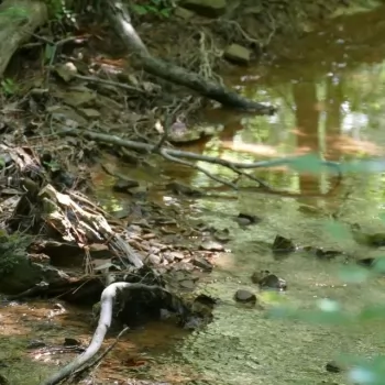 10.29 Acres - Blount County - Year-Round Creek