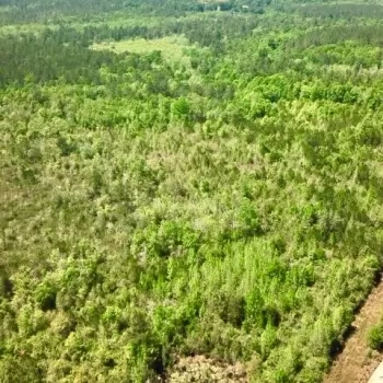 19 Acres-Covington County-Mobley Creek Loop- South 19