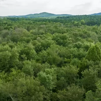 11 Acre - Lawrence County - Town Creek Tract #4