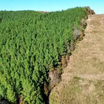 69 +/- Acres - Colbert County, AL - Mynot Tract