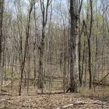 16.89 +/- Ac - Shelby County - White Oak Estates