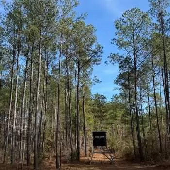 64 +/- ac - Pickens County, AL - Pheonix Rd