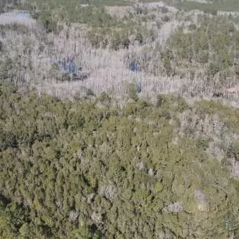 38 Ac- Covington County, AL- Crossroads Tract