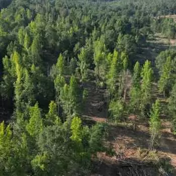 79 +/- Acres - Hale County, AL - Hwy 69 Entire Tract