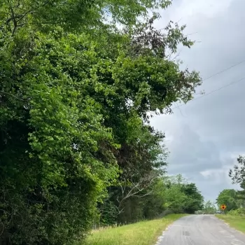 19 Acre - Sumter County - Corner Tract