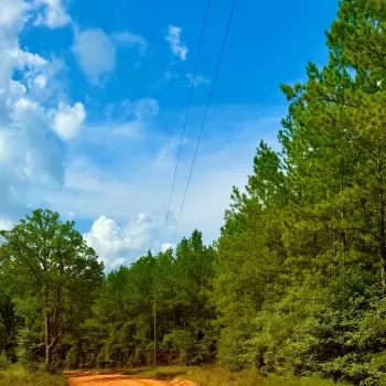 50 Acres-Monroe County-Rocky Hill Rd. Tract