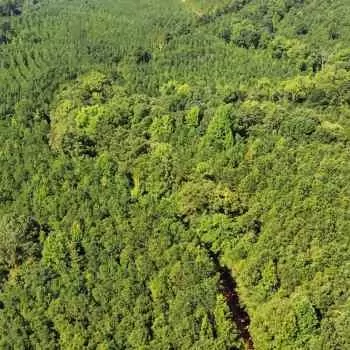 628 +/- Acres - Perry County, AL - Godbold Tracts