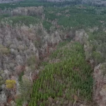 50 +/- Acres - Hale County, AL - County Road 31 Tract