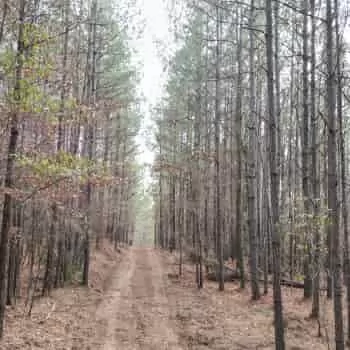 27 Acres - Coosa County - Timber & Hunting Land