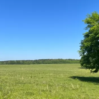 456 +/- Acres - Greene County, AL - The Oaks Pasture