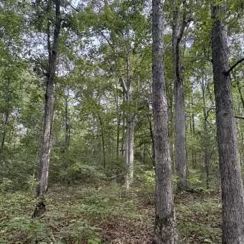 18 acres - Tallapoosa County - Cleek Tract