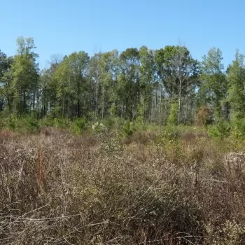 60 +/- Ac - Fayette County - Mt. Vernon Tract 2