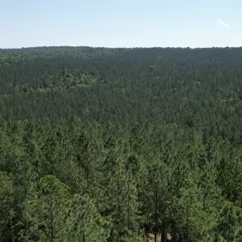 10.54 Acres - Blount County, AL - Hunting and Homesite