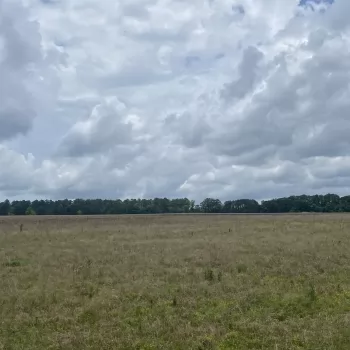 50 acres - Bullock County - Allen Tract CR 22