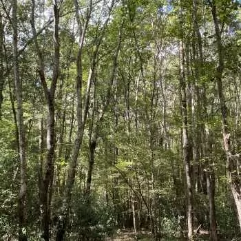 92 Acres - Bibb Co. - The Choctaw Tract