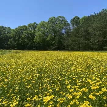 150 acres - Macon County - Welch Tract