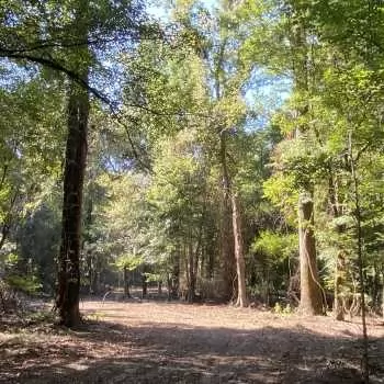 285 Acres - Baldwin Co. - Lot 4B