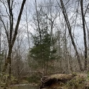 122 +/- Acres - Chilton County, AL - Hwy 155 Tract