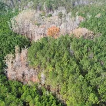 38 +/- ac - Pickens County, AL - Hwy 82 North
