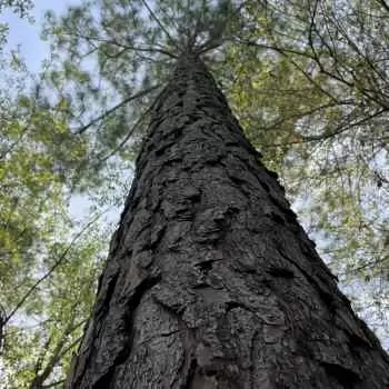 18 acres - Jackson County, FL- Sawyer Tract 1