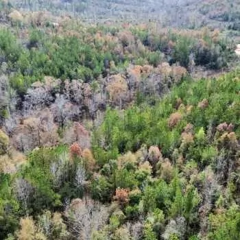 55 Acres - Dallas County, AL - CR 39 Tract