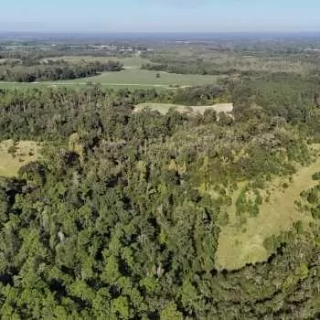 68+/- acres - Houston County, AL - Springhill Church Tract
