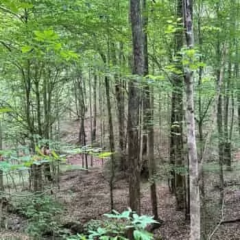 105 +/- - Talladega Co - Sylacauga Tract