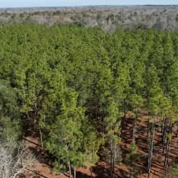 160 acres +/- Acres - Houston County - Hickory Grove Tract