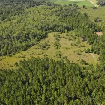 52+/- acres - Houston County, AL - Pilgrim Church Tract