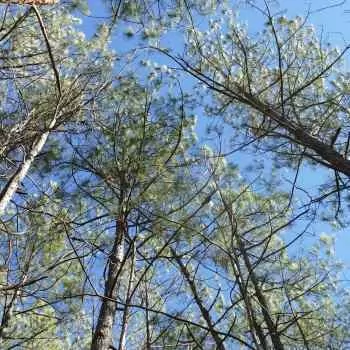 10+-Acres - Coosa County, AL - Homesite & Timber Opportunity #1