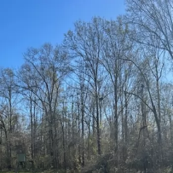 115 Ac - George County, MS - Salem Road Tract