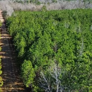 14 +/- Ac - Lamar County, AL - New Hope Rd Homesite