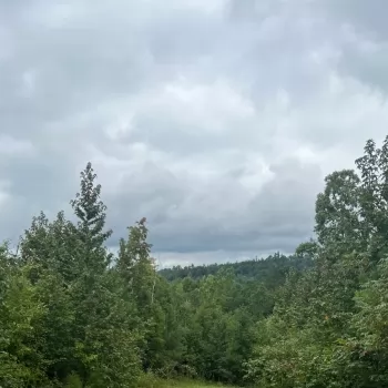 40 +/- Acre - Tuscaloosa County - Calvary Timber Tract