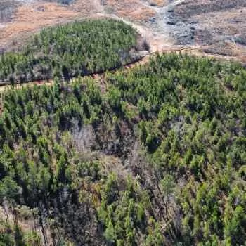 80 +/- Acres - Sumter County - Kinterbish Tract