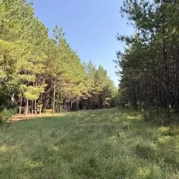 95 acres - Quitman County - Hatcher Tract South