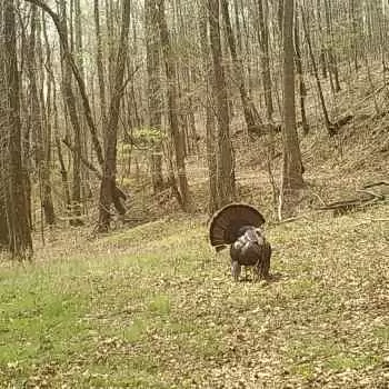 255 +/- Acres - Coosa County, AL - Timberland Creek Tract