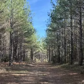 195 acres - Quitman County - The Railroad Tract